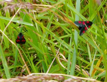 Burnett moths